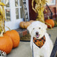 Halloween Dog Plaid Bandana With Pumpkin Appliques,Pet Dog Puppy Holiday Scarf