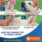 Pet Ear Health Solution for Yeast and Infections