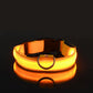 Dark Dog Leash Dogs Luminous Fluorescent Pet Dog Collar